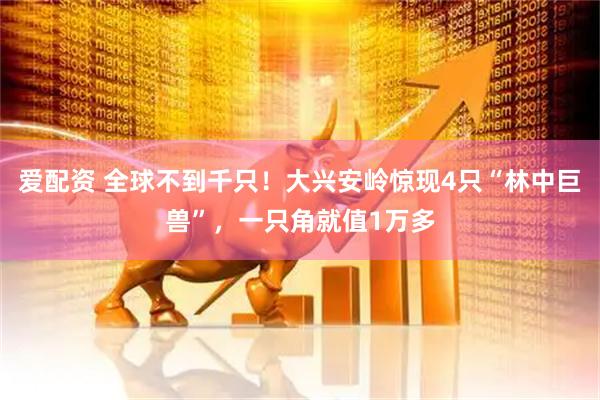 爱配资 全球不到千只！大兴安岭惊现4只“林中巨兽”，一只角就值1万多